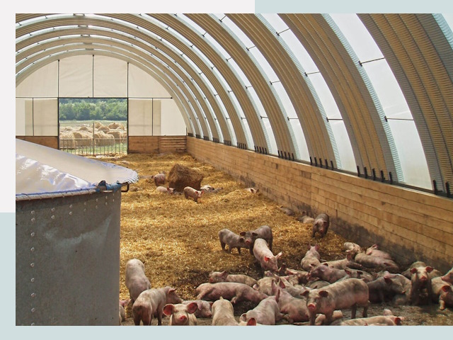 Строительство свинарников в Пскове